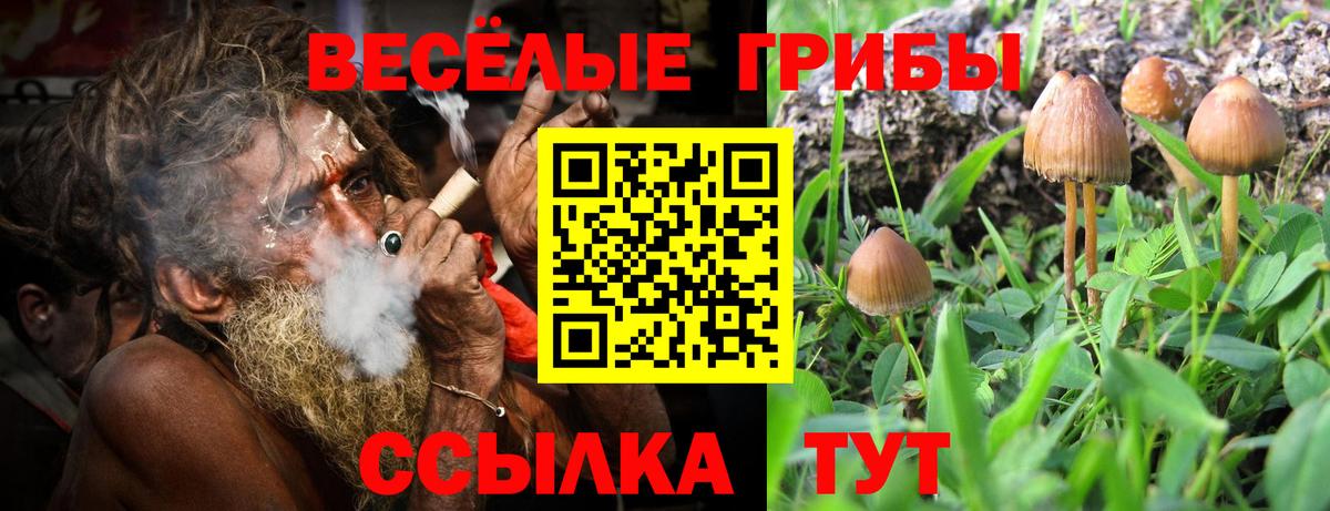 Псилоцибиновые грибы Cubensis Минусинск